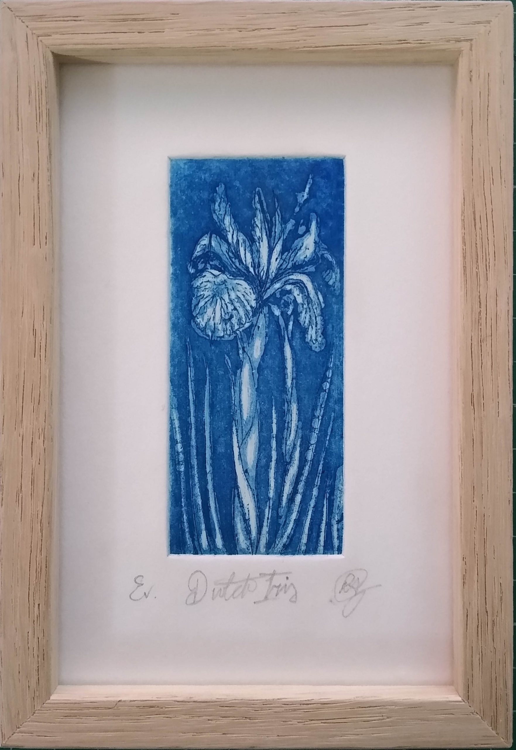 Miniature Dutch Iris framed