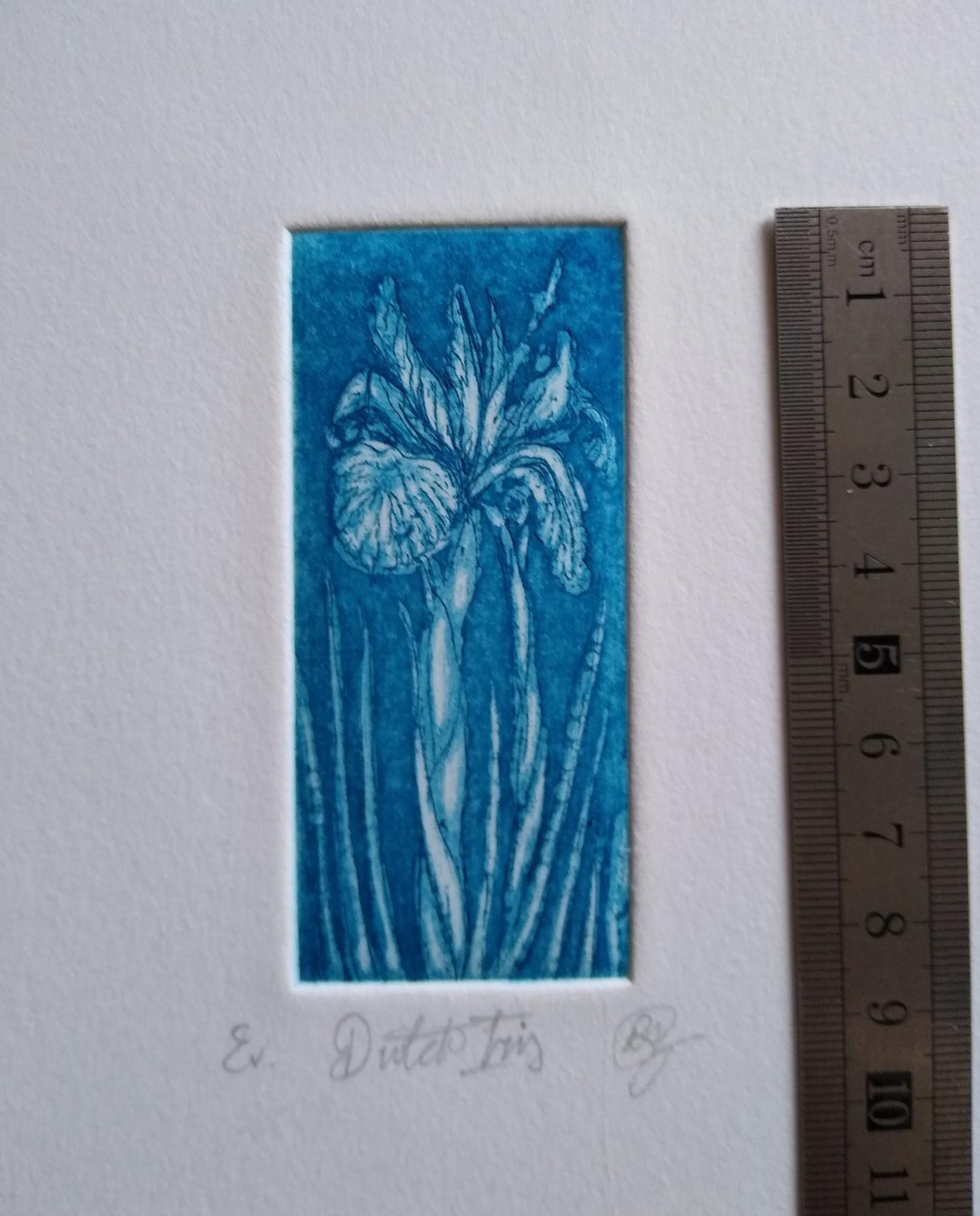 Miniature Dutch Iris