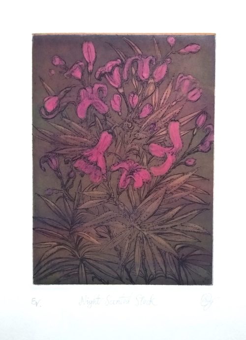 Night Scented Stock